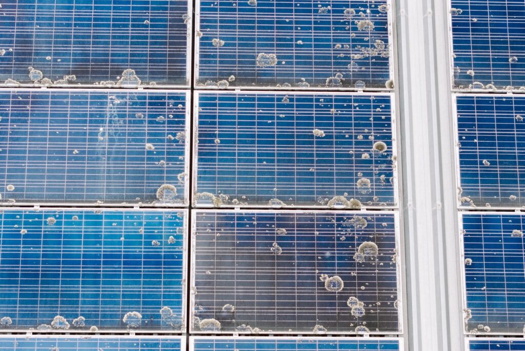 Solar Panels with Lichen Growth