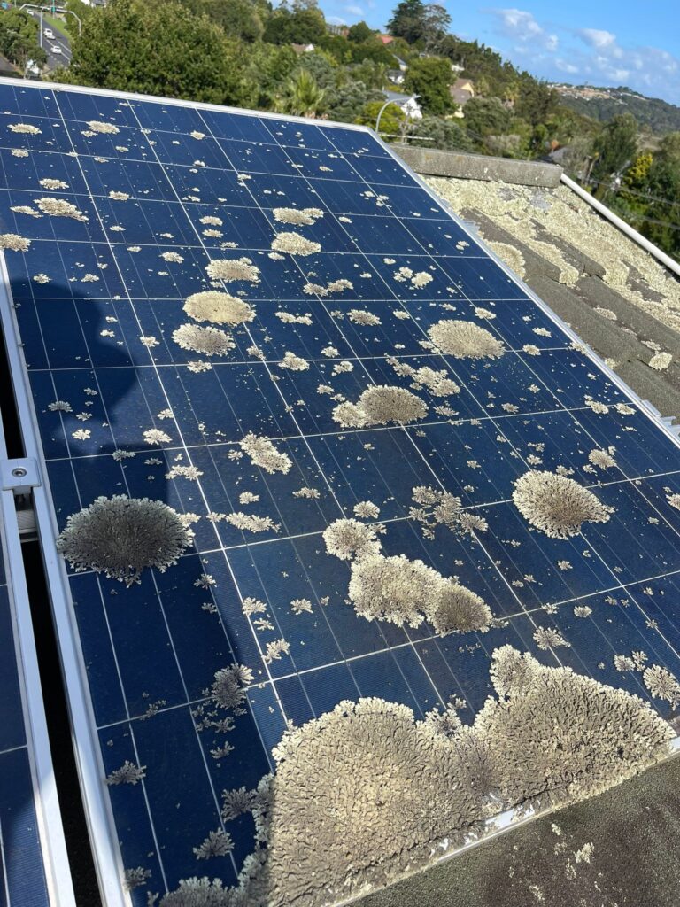 How Often Should You Clean Your Solar Panels in New Zealand?