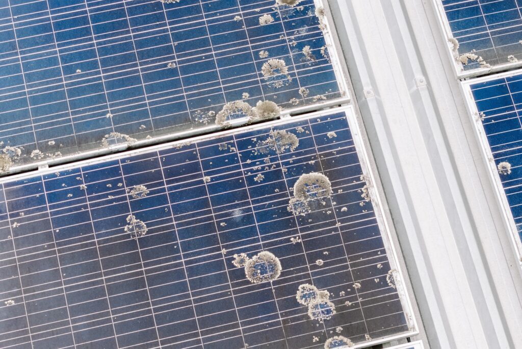 Bird droppings spread across commercial solar panels before cleaning