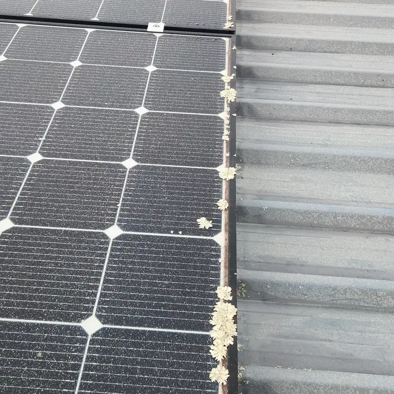 Solar panels in Greerton before cleaning: lichen growth along the panel edge